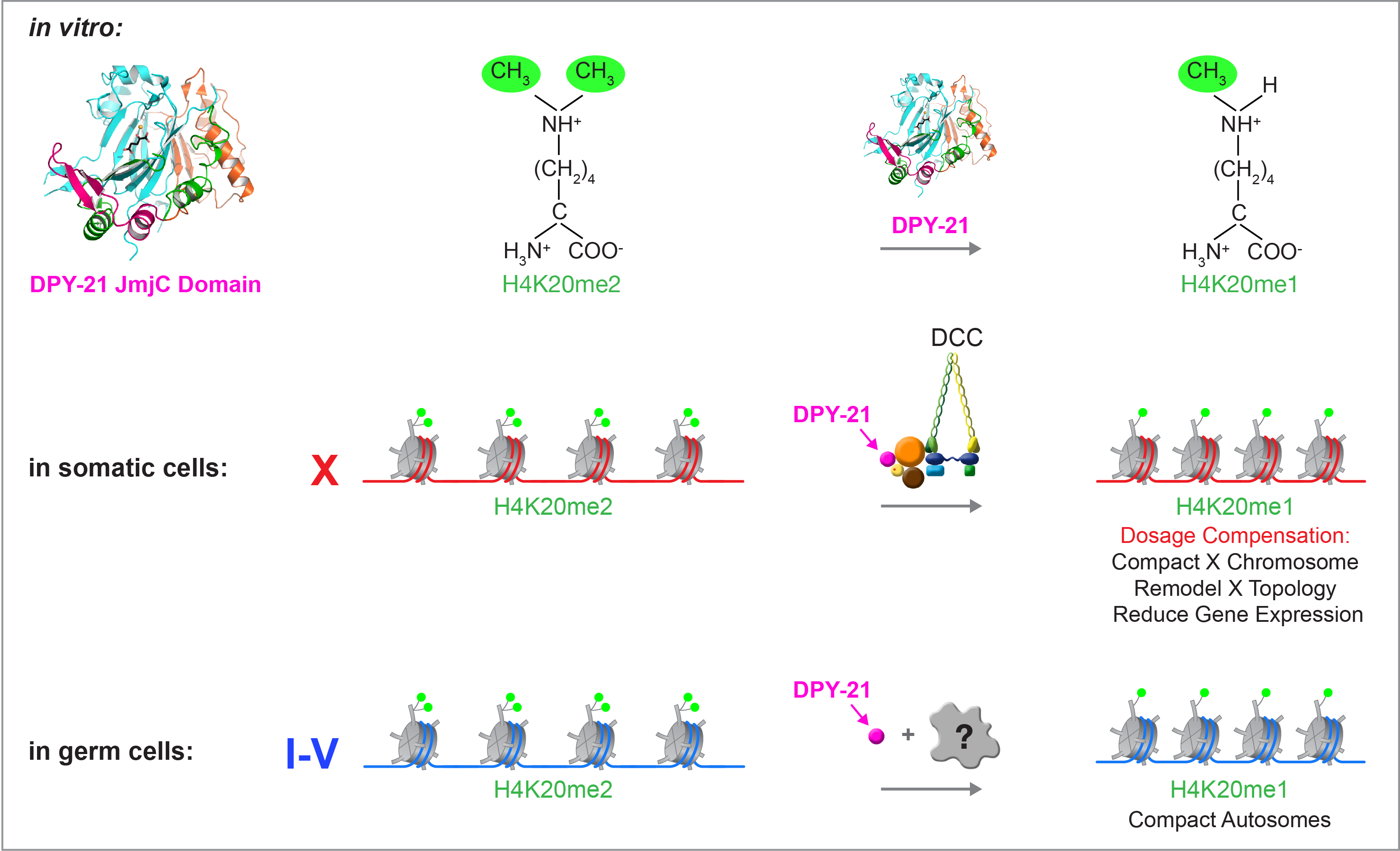 Meyer Figure 4