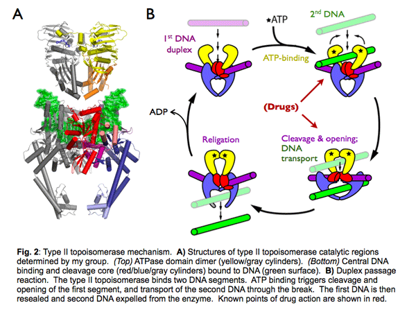 small molecule inhibitors