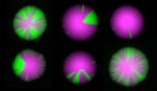 Purple dots varied green pie slices