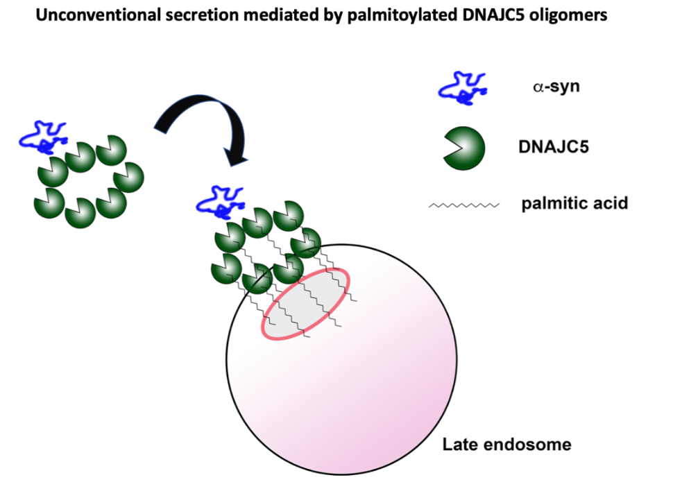 Unconventional secretion mediated by palmitoylated DNAJC5 oligomers