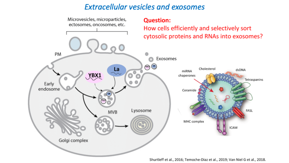 Extracellular vesicles and exosomes