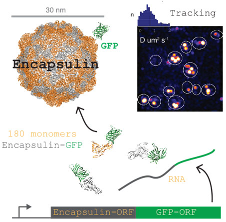 A single gene encodes a fusion of Encapsulin and GFP. This gene is transcribed and translated to monomers that then assemble in 180 copies into an Encapsulin virus-like particle. A single GFP is shown next to the virus like particle in the top-left, but this particly will contain 180 GFPs. Top-right, Encapsulin-GFP particles targeted to the nucleus of S. cerevisiae cells.