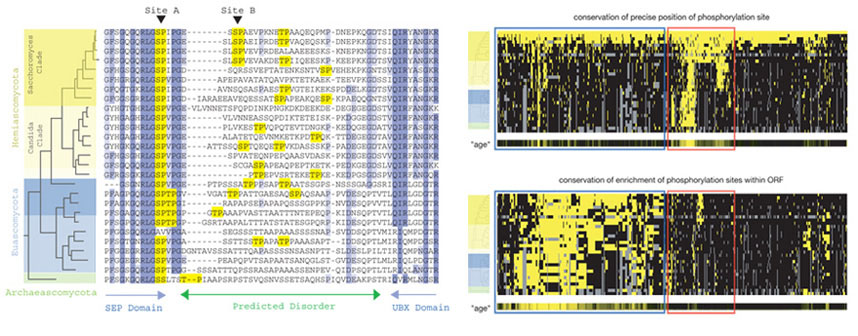 Left: multiple sequence alignment showing the position of Cdk1 consensus sites (yellow). Right: Each row is a different species, and each column is a different phosphorylation site. In the top clustergram, yellow indicates that a consensus site (S/T-P) aligns with the phosphorylation site detected in S. cerevisiae (top row). In the bottom clustergram, yellow indicates that there is an enrichment of Cdk1 consensus sites in the protein.