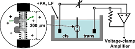 Diagram of BLM voltage-clamp setup
