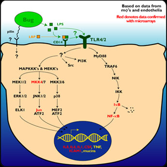 Epithelial Signaling