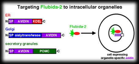 Targeting fluorophores to organelles