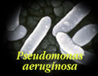 pseudomonas