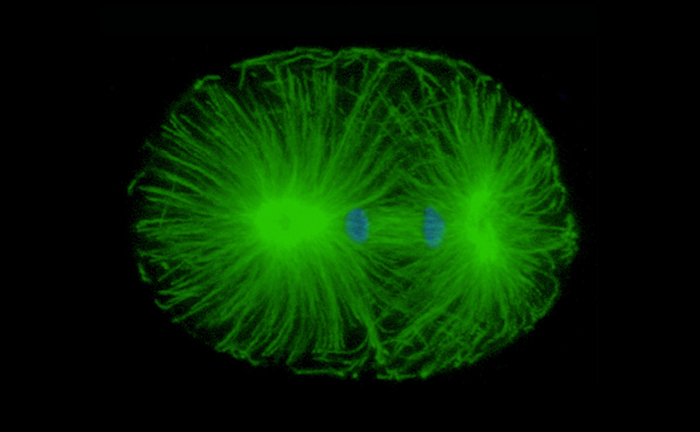 embryonic mitosis: microtubules in green
