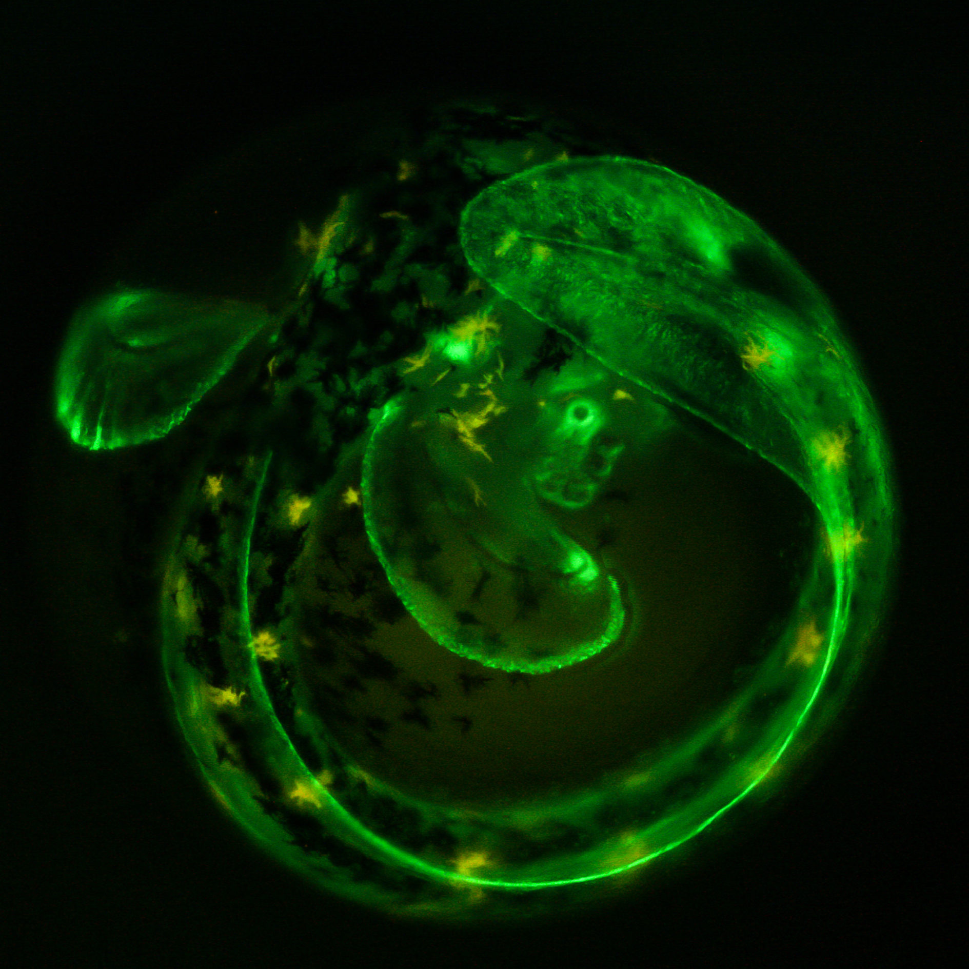 a green fluorescent fish embryo