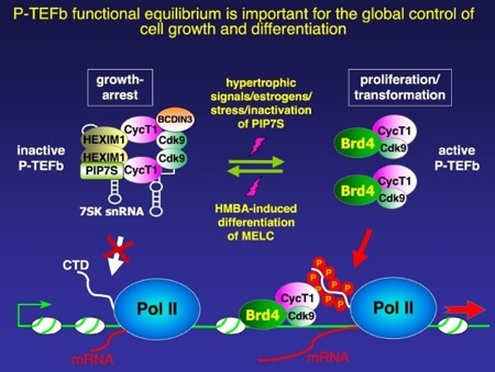 P-TEFb function equilibrium is important for the global control of cell growth and differentiation