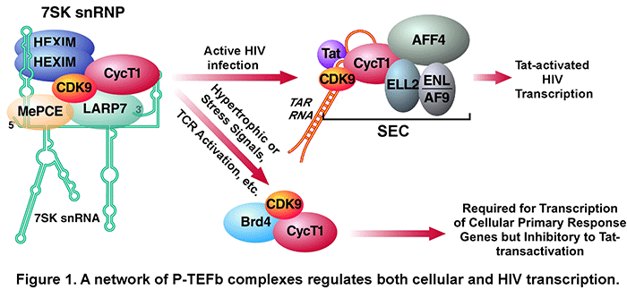 P-TEFb function equilibrium is important for the global control of cell growth and differentiation