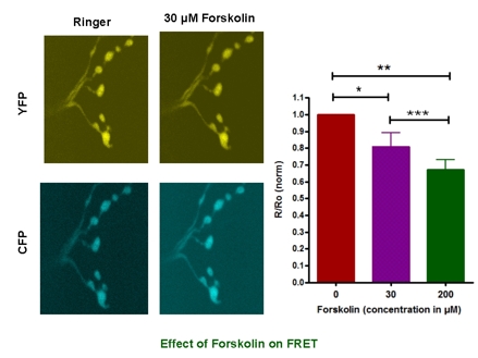 [cAMP] changes induced by forskolin