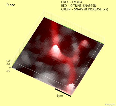 SNARE diffusion