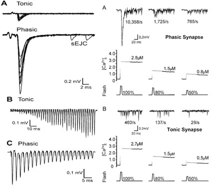 Phasic and tonic synapses