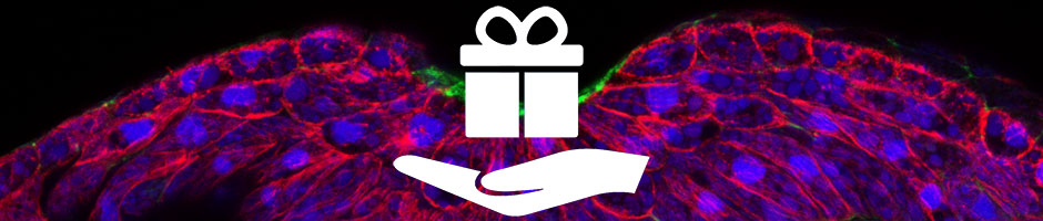 MCB Gift Banner_GGD_Harland_research image