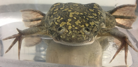 Xenopus Laevis African clawed frog