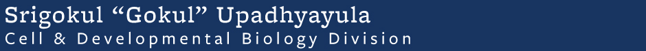 Srigokul "Gokul" Upadhyayula Cell & Developmental Biology Division