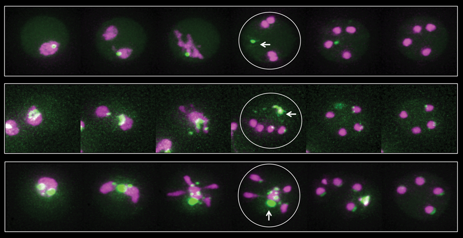 Research image of cellular rejuvenation during meiosis