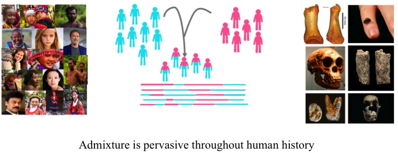 population genetics research