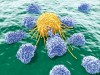 NK Cells, about 20 um wide, attack a cancer cell