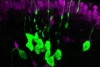 Neurons (green) derived from a single stem cell in the olfactory epithelium of the nose. The magenta cells are support cells called sustentacular cells.