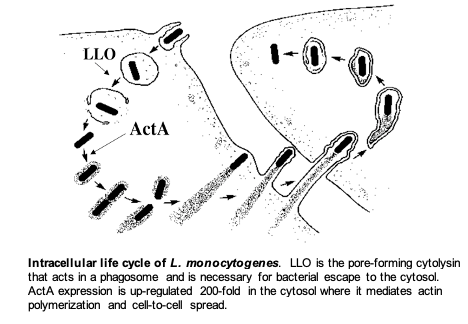 Intracellular Life Cycle of L. monocytogenes