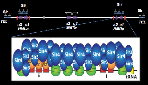 Figure of Sir protein complex on dna stand