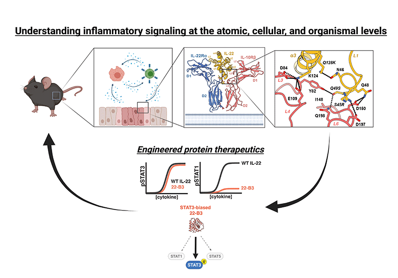 Understanding inflammatory signaling at the atomic, cellular, and organismal levels