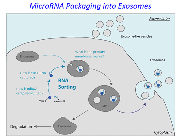 MicroRNA Packaging into Exosomes