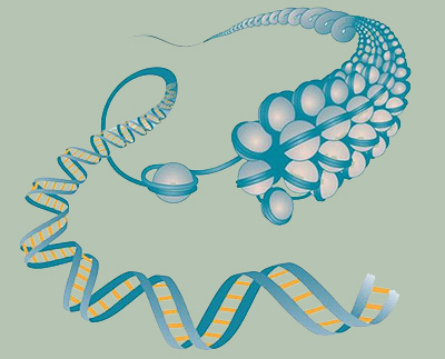 Epigenetic Control Of Immune Cell Function | The DuPage Lab Website