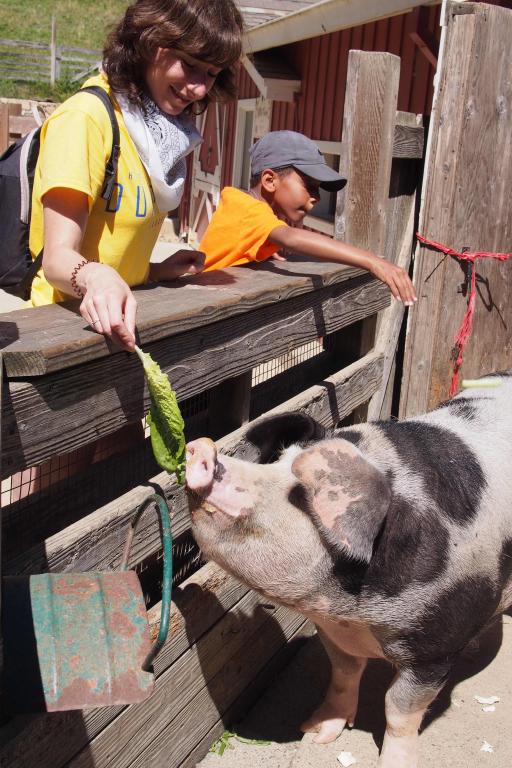 Feeding Pigs