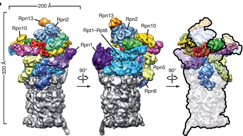 EM reconstruction of 26S proteasome