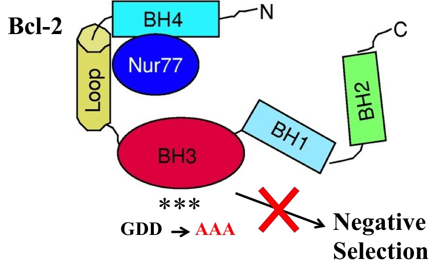 Bcl-2