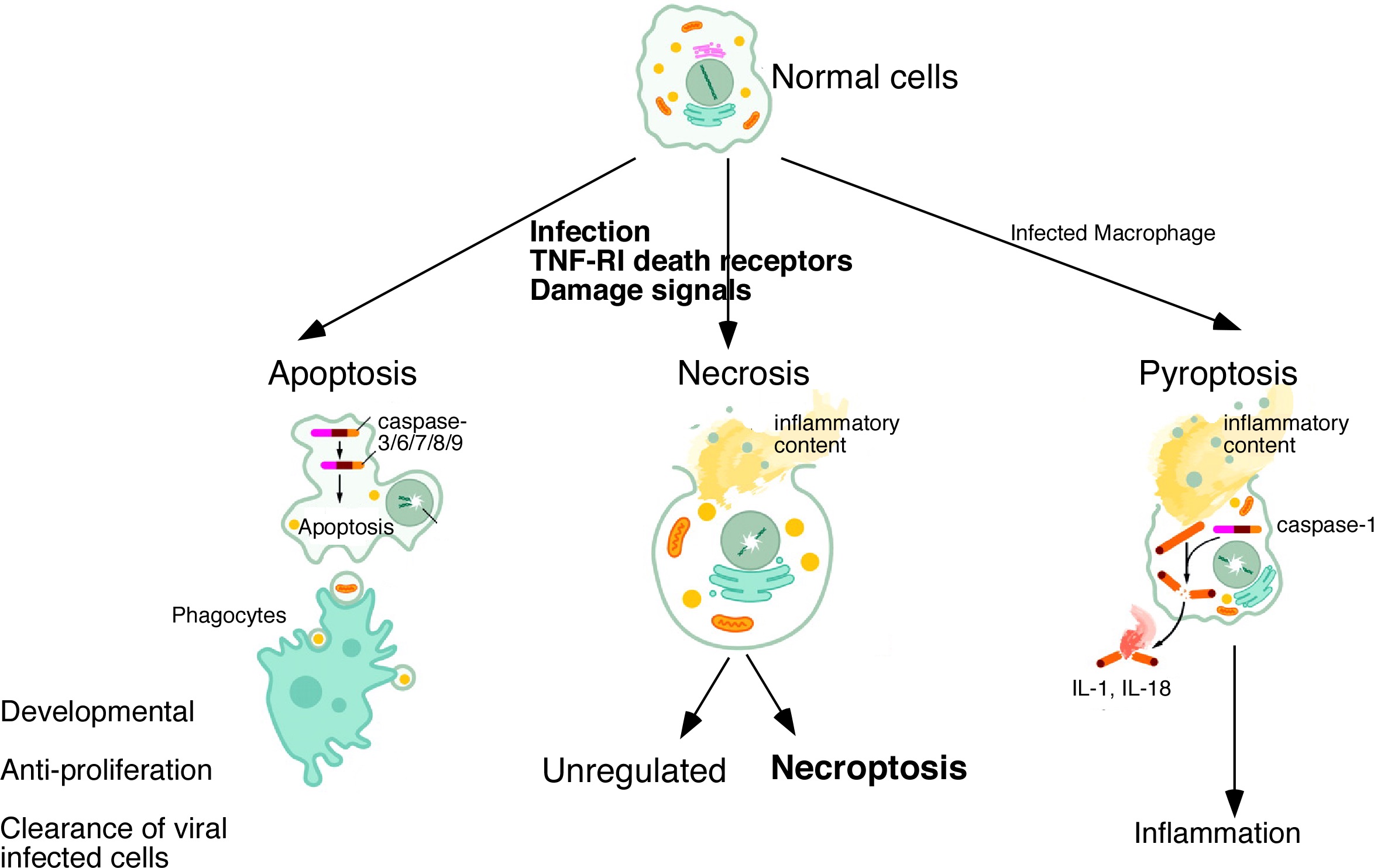 necroptosis