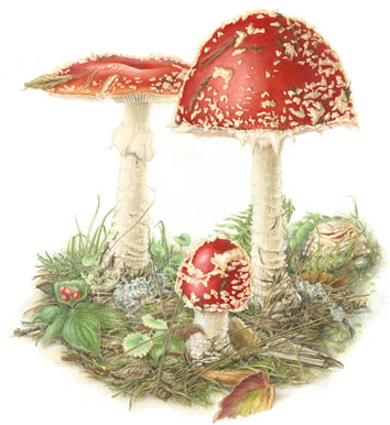 Amanita muscaria mushroom