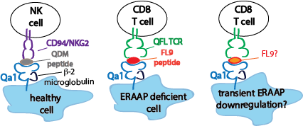 QFL T cells recognize a self peptide presented by Qa1b