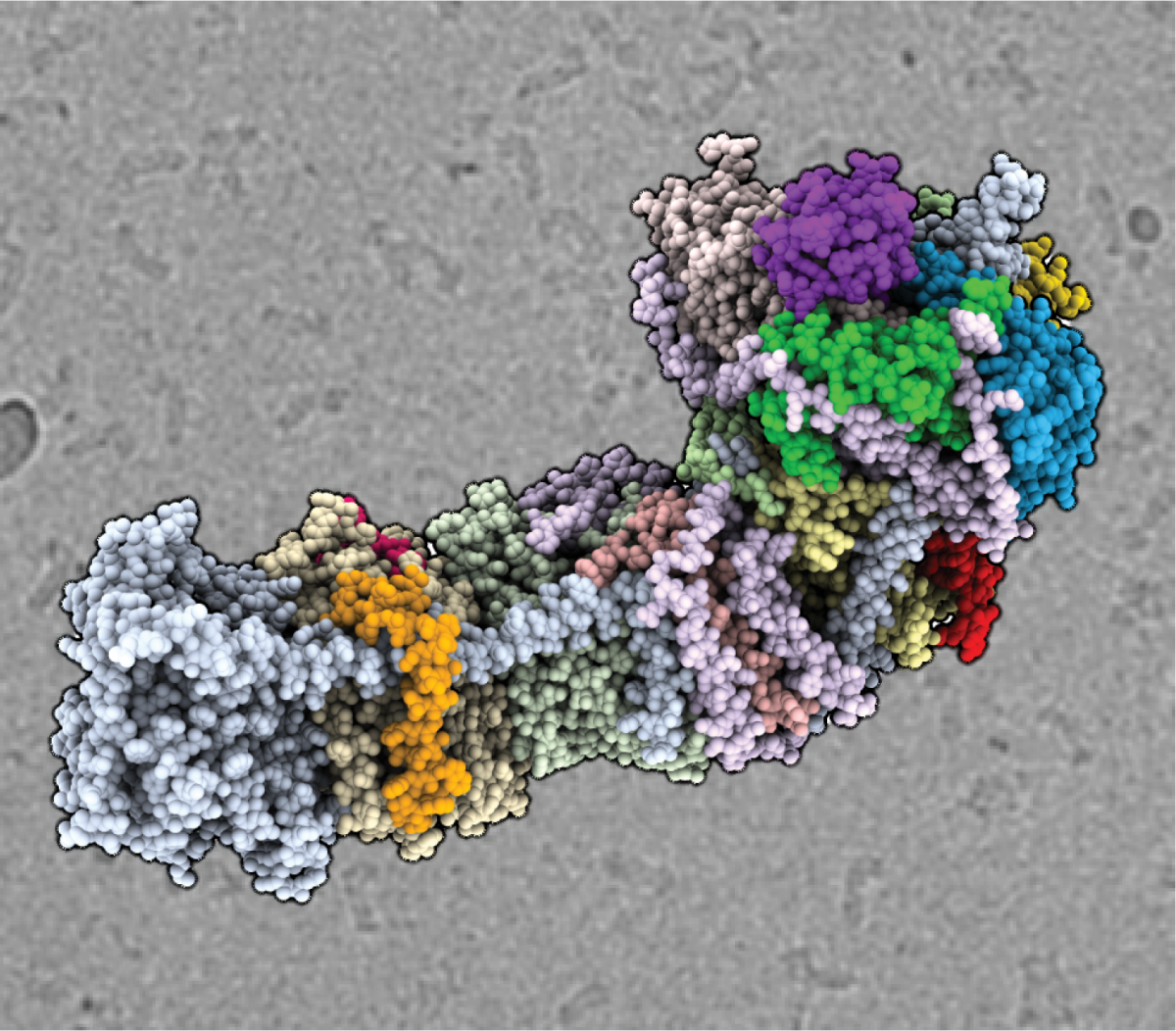 Cryo-EM structure of NDH