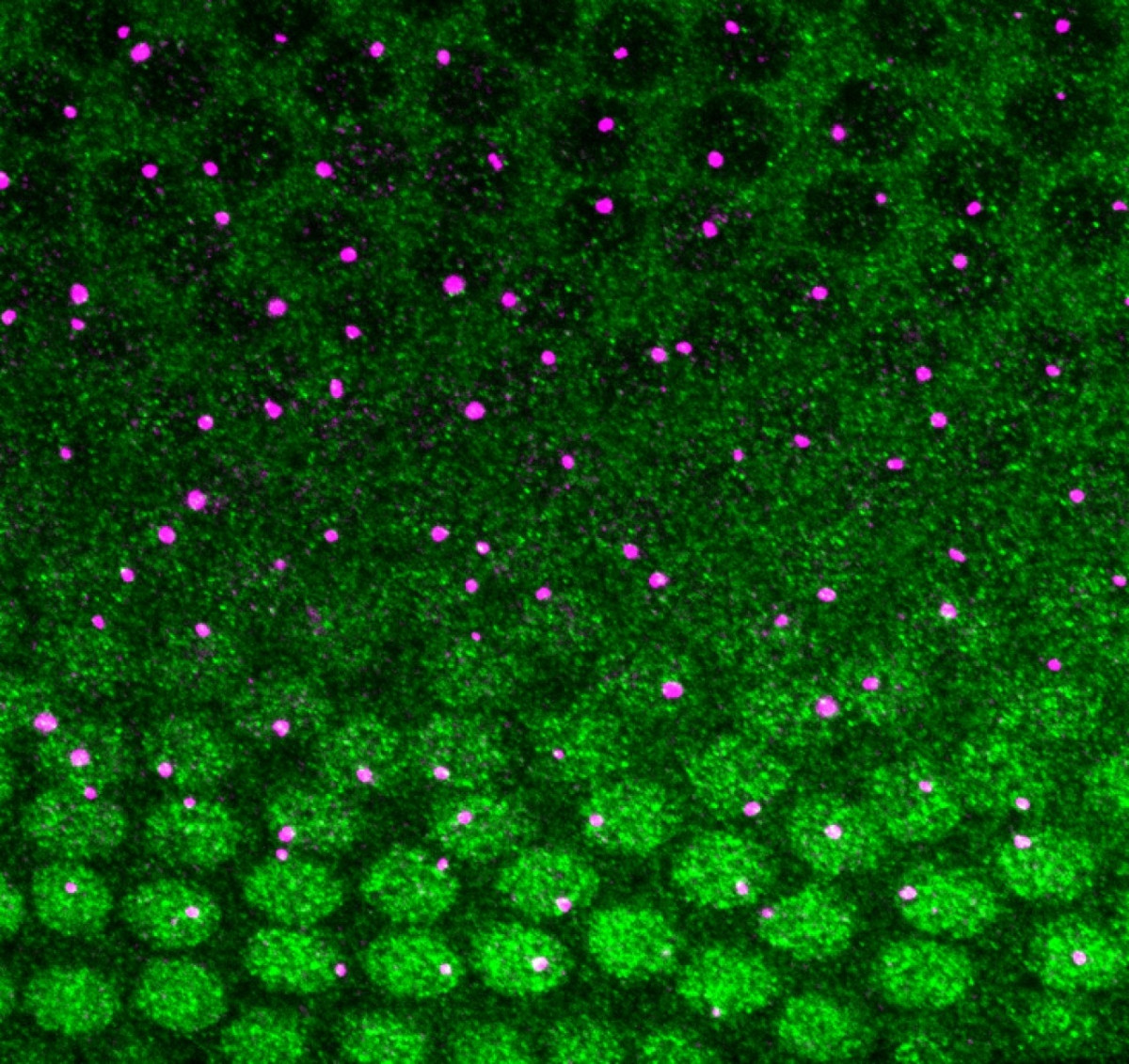 Dorsal protein gradient in Drosophila embryo