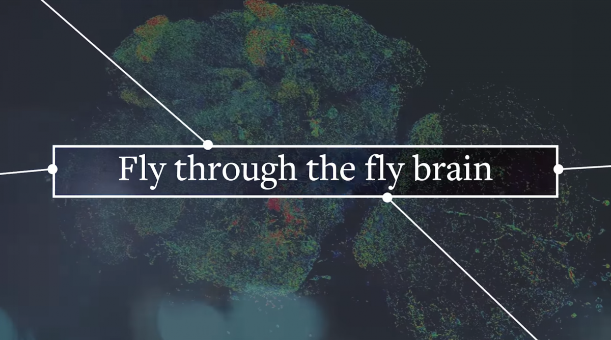 Fly through the Fly Brain