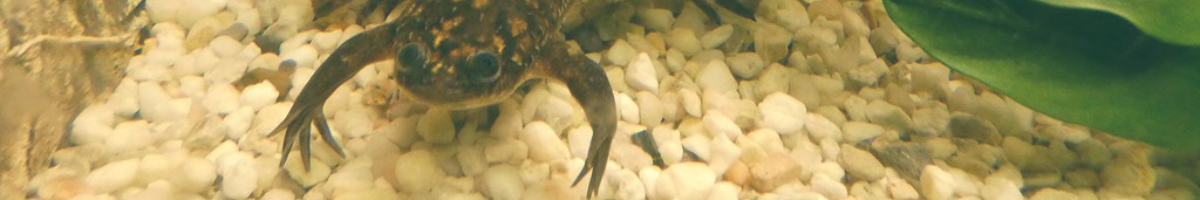 Photo of an African clawed frog under water in an aquarium with pebbles and a green plant.