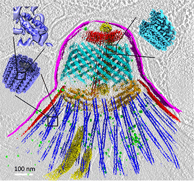 Cryogenic electron tomogram of the apical region of Toxoplasma gondii