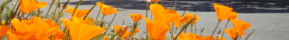 Banner of orange flowers
