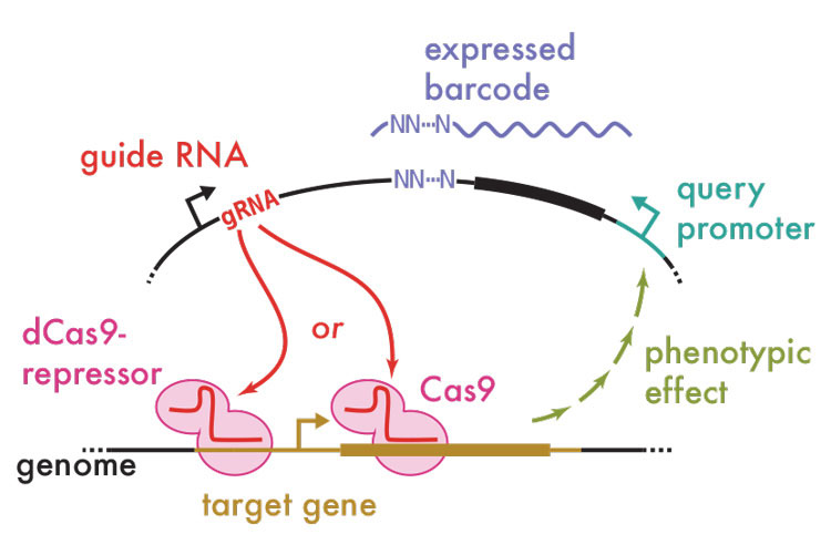 CiBER-seq technique