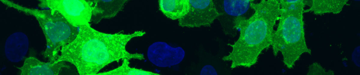 Joiner research image mammalian cells