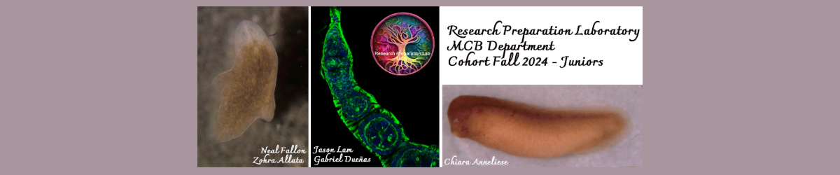 Banner image showing research images from Harris program students