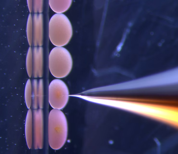 Galaxea zygotes being injected with CRISPR/Cas9