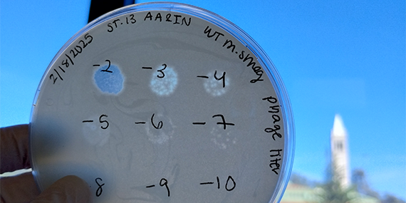 Plaque assay testing different titers of bacteriophage in wild-type Mycobacterium smegmatis