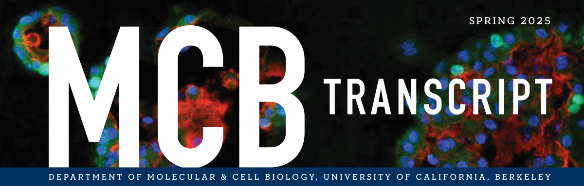 Lung organoids (Ahmad Nabhan Lab)