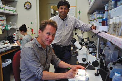 Professors David Bilder and Iswar Hariharan in the lab