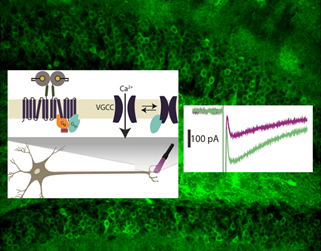 Hippocampus Research Graphic